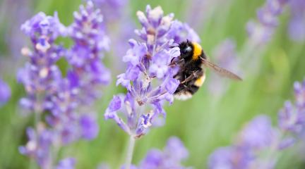 Bee on lavender flower