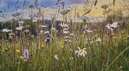 Wildflowers