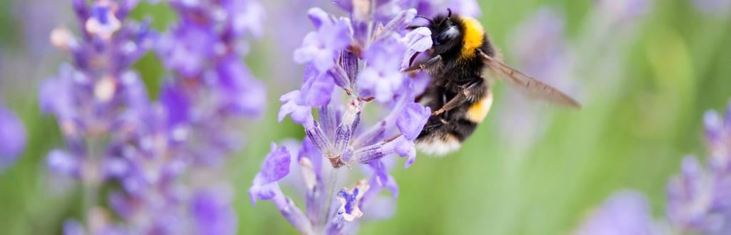 Bee on lavender flower