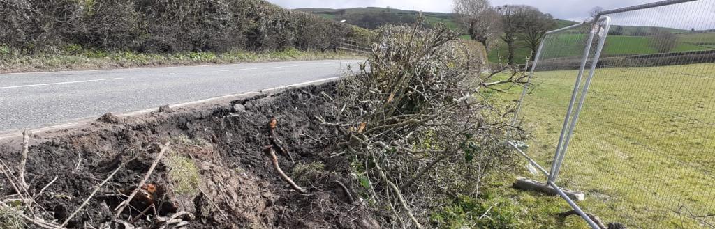 A flattened hedge adjacent to the roadside of the A65 caused by a HGV inccident