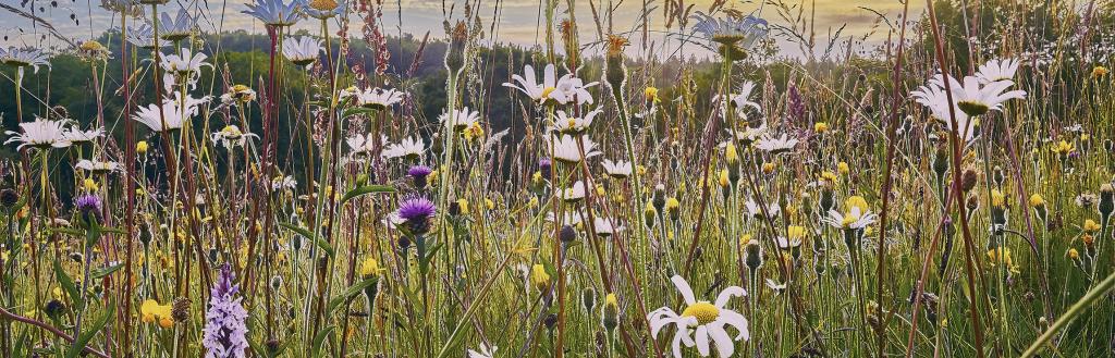 Wildflowers